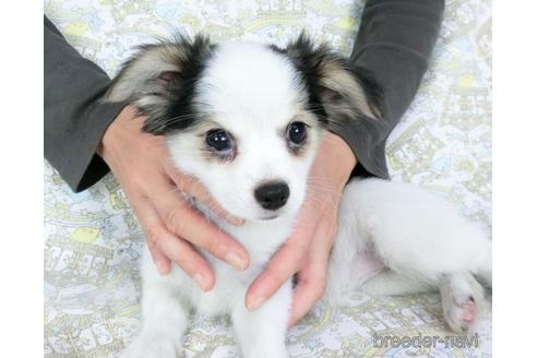 成約済の千葉県のミックス犬-186640の5枚目