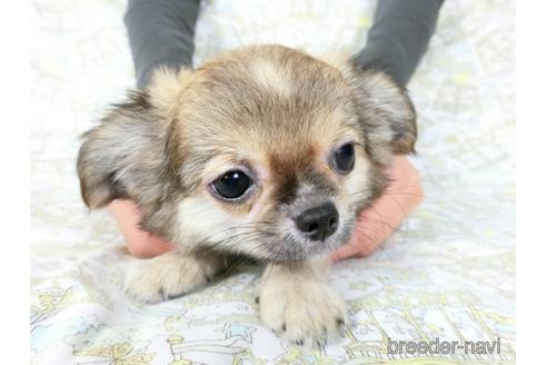 成約済の千葉県のチワワ(ロングコート)-186634の5枚目