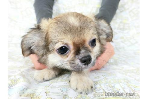 成約済の千葉県のチワワ(ロングコート)-186634の2枚目