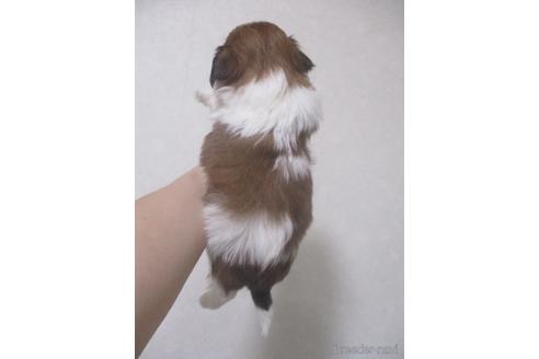 成約済の鳥取県のシーズー-190876の4枚目