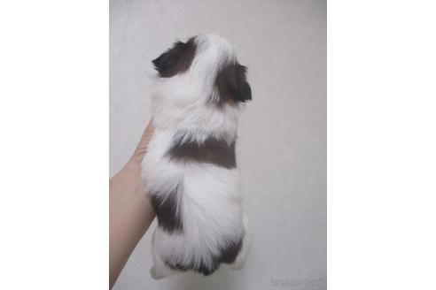 成約済の鳥取県のシーズー-190878の4枚目