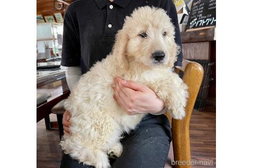 成約済の長野県のゴールデンドゥードル:ゴールデンレトリーバー×プードル-193553の5枚目