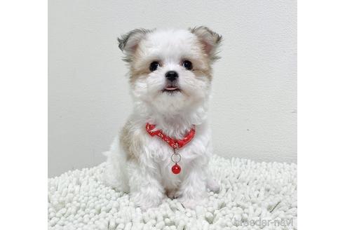 成約済の福岡県のチワマル:チワワ×マルチーズ-185000の13枚目
