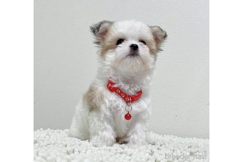 成約済の福岡県のチワマル:チワワ×マルチーズ-185000の12枚目