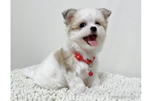 成約済の福岡県のチワマル:チワワ×マルチーズ-185000の10枚目