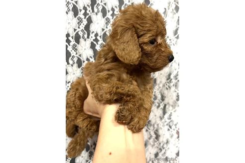 成約済の埼玉県のタイニープードル-187822の23枚目
