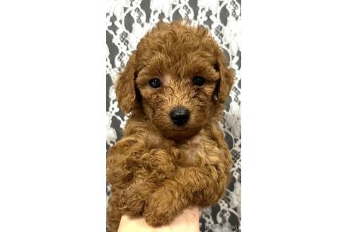 成約済の埼玉県のタイニープードル-187822の18枚目