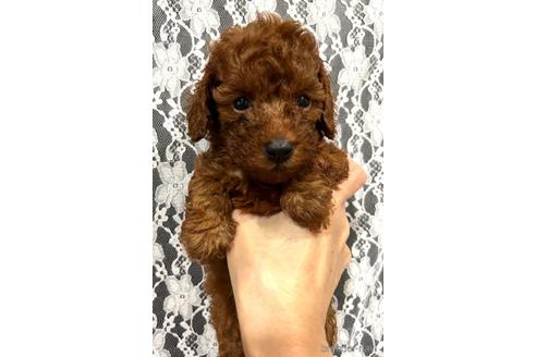 成約済の埼玉県のトイプードル-187820の10枚目