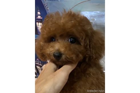 成約済の福岡県のティーカッププードル-190920の1枚目