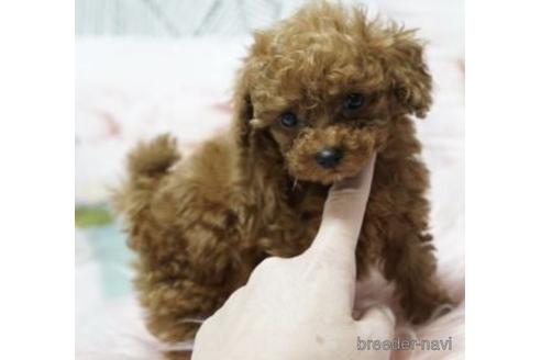 成約済の福岡県のティーカッププードル-190920の3枚目