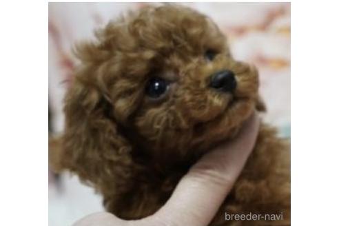 成約済の福岡県のティーカッププードル-190920の2枚目