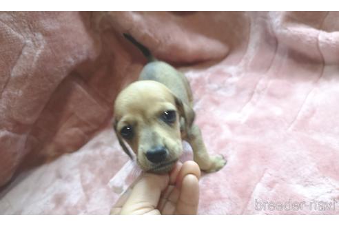 成約済の茨城県のカニンヘンダックスフンド(スムースヘアード)-192017の2枚目