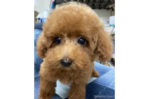 成約済の福岡県のトイプードル-190922の1枚目