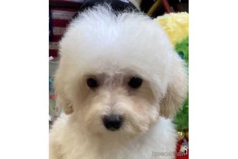 成約済ののタイニープードル-190906