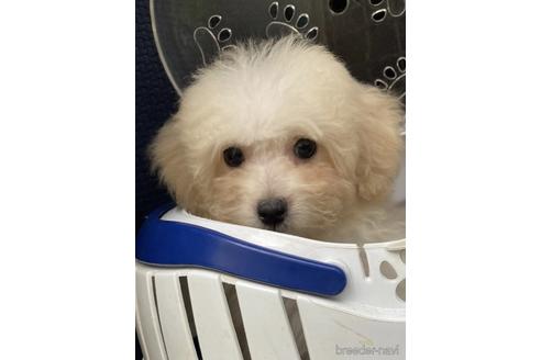 成約済の福岡県のタイニープードル-190906の3枚目