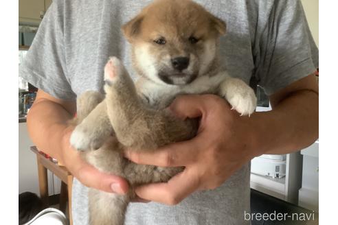 成約済の千葉県の柴犬-191643の9枚目