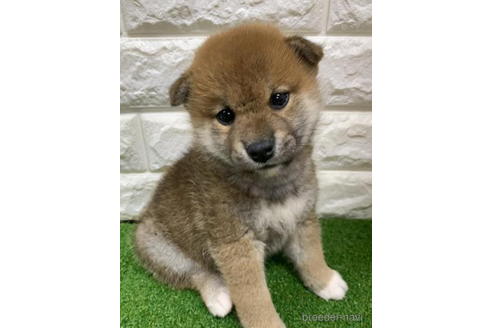 成約済の徳島県の柴犬-193651の2枚目