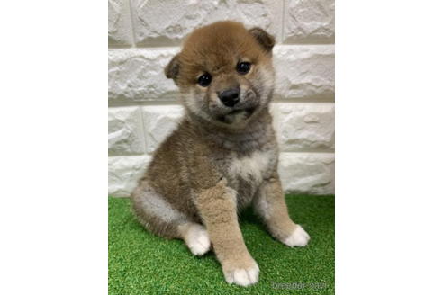 成約済の徳島県の柴犬-193651の4枚目