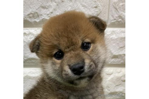 成約済の徳島県の柴犬-193651の1枚目