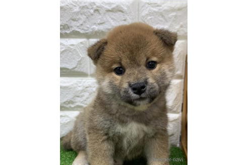 成約済の徳島県の柴犬-193653の2枚目