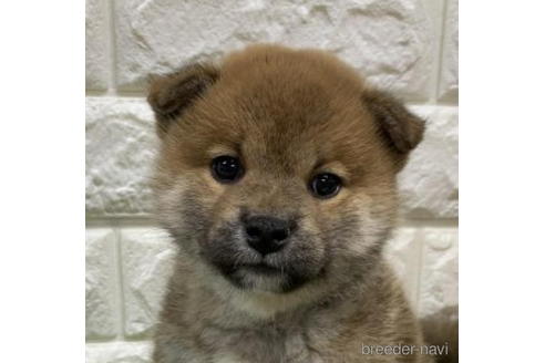 成約済の徳島県の柴犬-193653の1枚目