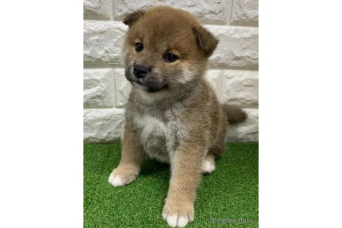 成約済の徳島県の柴犬-193653の3枚目