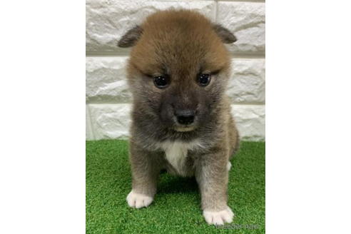 成約済の徳島県の柴犬-193654の4枚目