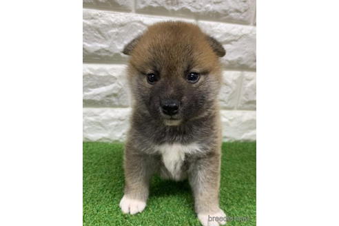 成約済の徳島県の柴犬-193654の3枚目