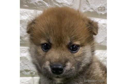 成約済の徳島県の柴犬-193657の3枚目