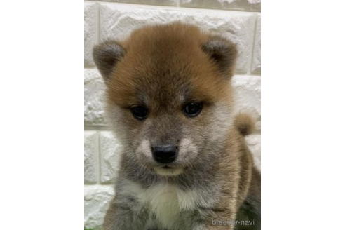 成約済の徳島県の柴犬-193660の2枚目