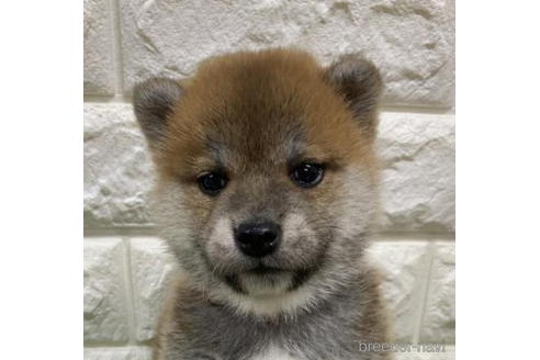 成約済の徳島県の柴犬-193660の5枚目