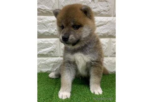 成約済の徳島県の柴犬-193660の4枚目