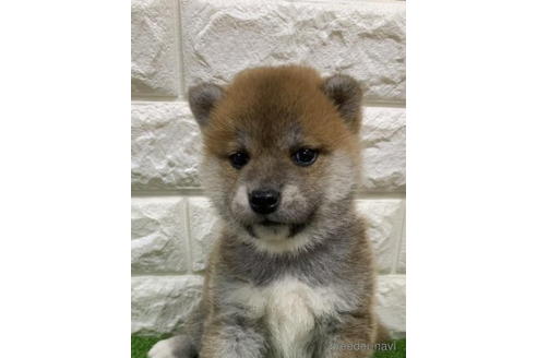 成約済の徳島県の柴犬-193660の3枚目