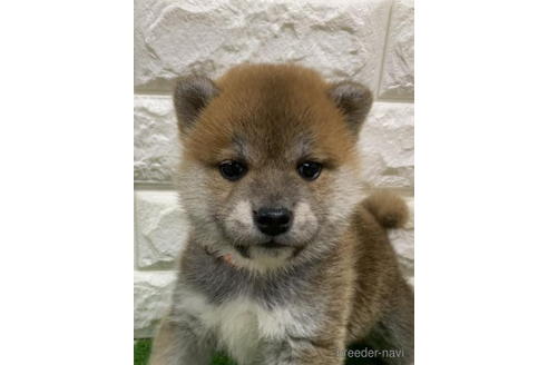 成約済の徳島県の柴犬-193660の1枚目