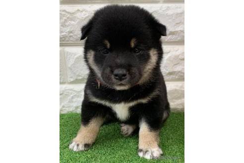 成約済の徳島県の柴犬-193662の2枚目