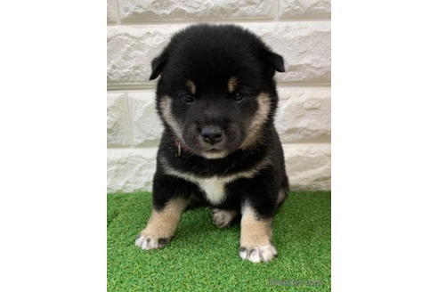 成約済の徳島県の柴犬-193662の3枚目
