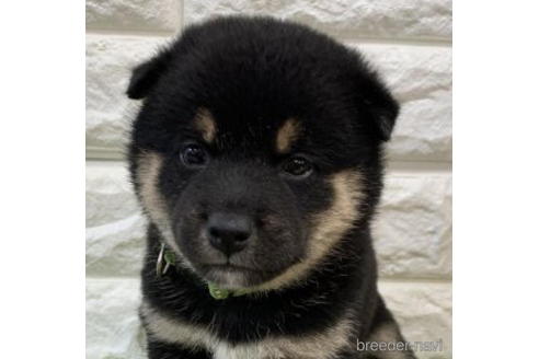 成約済の徳島県の柴犬-193665の1枚目