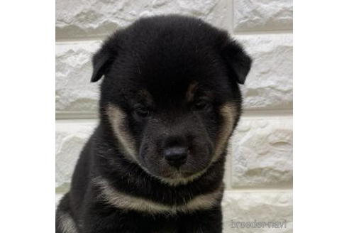 成約済の徳島県の柴犬-193667の2枚目