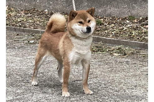 成約済の千葉県の柴犬-193670の4枚目