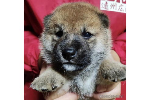 成約済の千葉県の柴犬-193671の1枚目