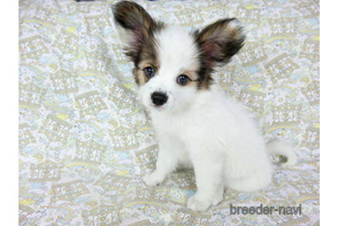 成約済の千葉県のパピヨン-189401の3枚目