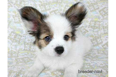 成約済の千葉県のパピヨン-189401の2枚目