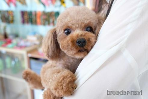 成約済の滋賀県のトイプードル-193714の5枚目