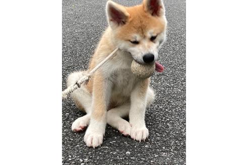 商談中の東京都の秋田犬-193720の3枚目