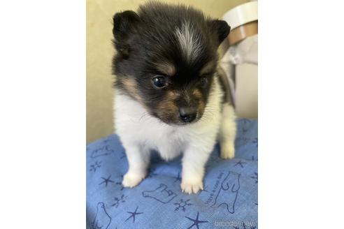 成約済の三重県のポメラニアン-193717の2枚目