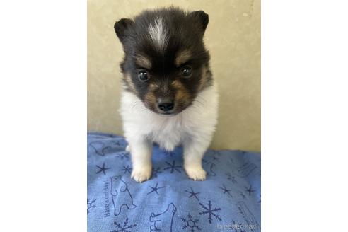 成約済の三重県のポメラニアン-193717の1枚目