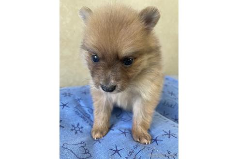 成約済の三重県のポメラニアン-193721の2枚目