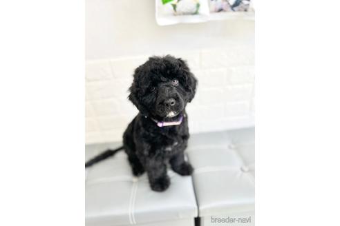 成約済の東京都のミックス犬-190367の7枚目