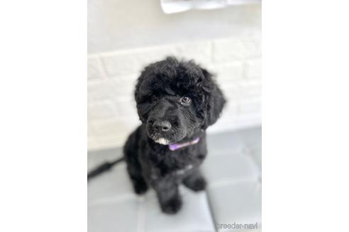 成約済の東京都のミックス犬-190367の6枚目