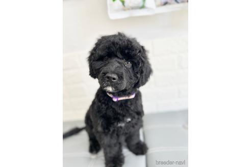 成約済の東京都のミックス犬-190367の5枚目